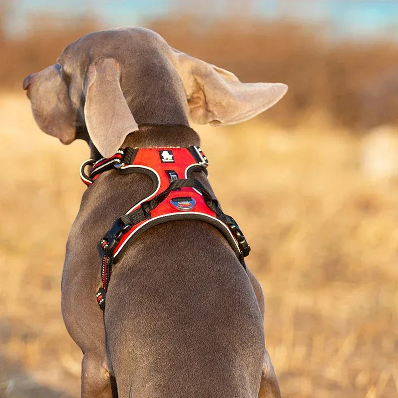 Dog Harness Designed for Calm, Confident Walks – The TrueLove Reflective Comfort Fit - Pawfectly Pets