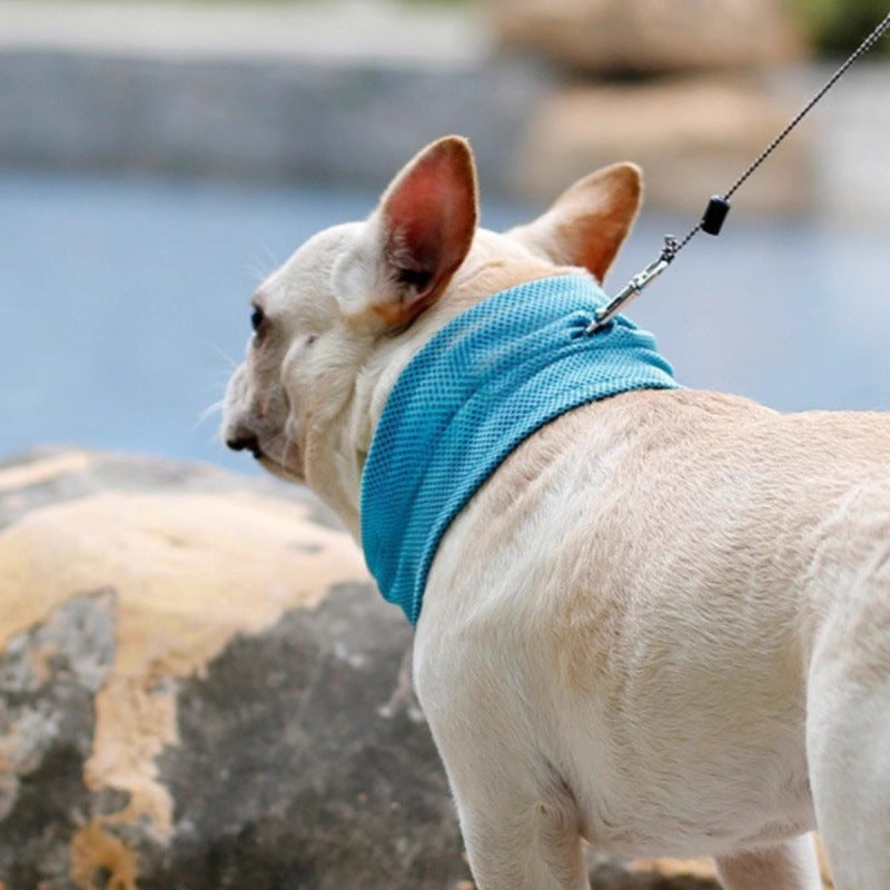 Dog wearing a blue bandana standing by a body of water.