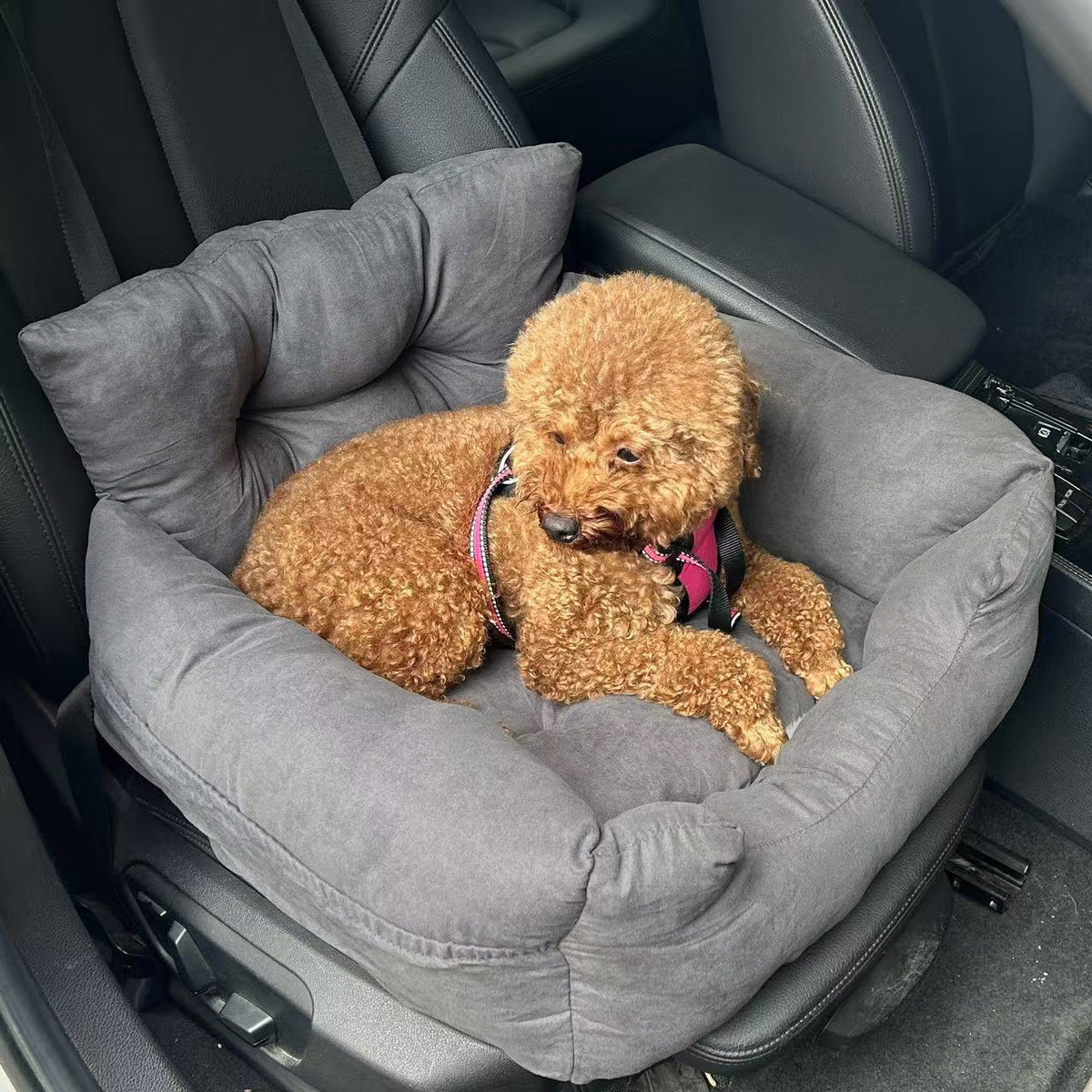 Brown dog sitting on a gray pet seat in a car