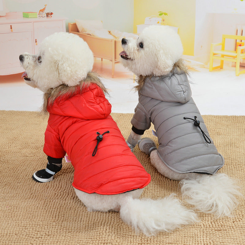 Two small dogs wearing red and gray puffer coats on a carpeted floor.