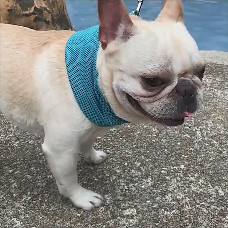 Video of French bulldog wearing Pawfectly Pets blue instant heat relief bandana